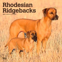 Rhodesian Ridgebacks | 2024 12 x 24 Inch Monthly Square Wall Calendar