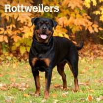 Rottweilers | 2024 12 x 24 Inch Monthly Square Wall Calendar