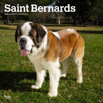Saint Bernards | 2024 12 x 24 Inch Monthly Square Wall Calendar