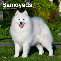 Samoyeds | 2024 12 x 24 Inch Monthly Square Wall Calendar