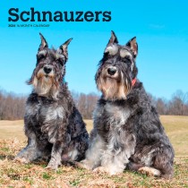 Schnauzers | 2024 12 x 24 Inch Monthly Square Wall Calendar