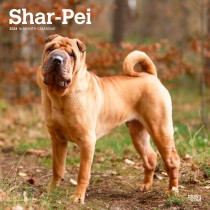 Shar Pei | 2024 12 x 24 Inch Monthly Square Wall Calendar