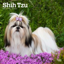 Shih Tzu | 2024 12 x 24 Inch Monthly Square Wall Calendar