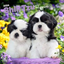 Shih Tzu Puppies | 2024 12 x 24 Inch Monthly Square Wall Calendar