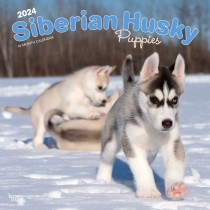 Siberian Husky Puppies | 2024 12 x 24 Inch Monthly Square Wall Calendar