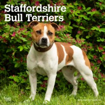 Staffordshire Bull Terriers | 2024 12 x 24 Inch Monthly Square Wall Calendar