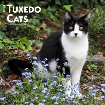 Tuxedo Cats | 2024 12 x 24 Inch Monthly Square Wall Calendar