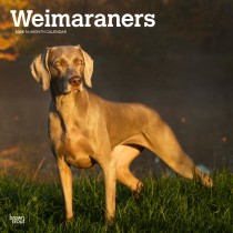 Weimaraners | 2024 12 x 24 Inch Monthly Square Wall Calendar