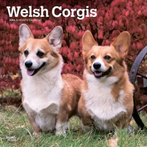 Welsh Corgis | 2024 12 x 24 Inch Monthly Square Wall Calendar