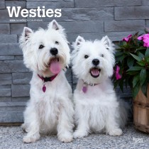 West Highland White Terriers | 2024 12 x 24 Inch Monthly Square Wall Calendar