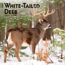 White Tailed Deer | 2024 12 x 24 Inch Monthly Square Wall Calendar