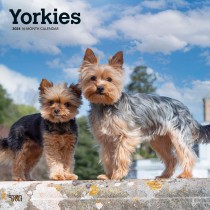 Yorkshire Terriers | 2024 12 x 24 Inch Monthly Square Wall Calendar