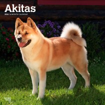 Akitas | 2024 12 x 24 Inch Monthly Square Wall Calendar