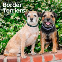 Border Terriers | 2024 12 x 24 Inch Monthly Square Wall Calendar