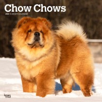 Chow Chows | 2024 12 x 24 Inch Monthly Square Wall Calendar