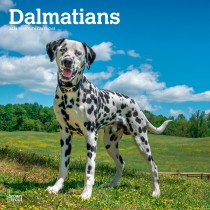 Dalmatians | 2024 12 x 24 Inch Monthly Square Wall Calendar