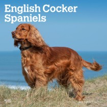 English Cocker Spaniels | 2024 12 x 24 Inch Monthly Square Wall Calendar