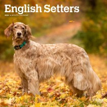 English Setters | 2024 12 x 24 Inch Monthly Square Wall Calendar