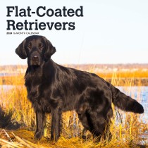 Flat-Coated Retrievers | 2024 12 x 24 Inch Monthly Square Wall Calendar