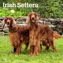 Irish Setters | 2024 12 x 24 Inch Monthly Square Wall Calendar