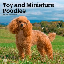 Toy and Miniature Poodles | 2024 12 x 24 Inch Monthly Square Wall Calendar