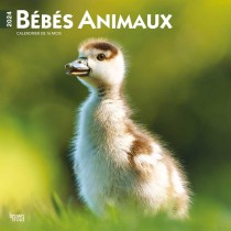 Bebe Animaux | 2024 12 x 24 Inch Monthly Square Wall Calendar | French Language