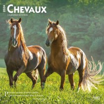 Chevaux | 2024 12 x 24 Inch Monthly Square Wall Calendar | French Language