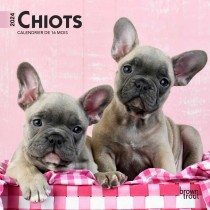 Chiots | 2024 7 x 14 Inch Monthly Mini Wall Calendar | French Language