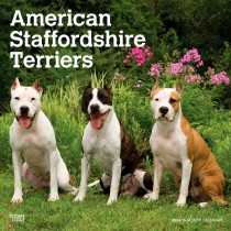 American Staffordshire Terriers | 2024 12 x 24 Inch Monthly Square Wall Calendar