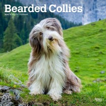 Bearded Collies | 2024 12 x 24 Inch Monthly Square Wall Calendar