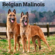 Belgian Malinois | 2024 12 x 24 Inch Monthly Square Wall Calendar