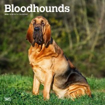 Bloodhounds | 2024 12 x 24 Inch Monthly Square Wall Calendar