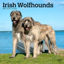 Irish Wolfhounds | 2024 12 x 24 Inch Monthly Square Wall Calendar