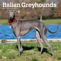 Italian Greyhounds | 2024 12 x 24 Inch Monthly Square Wall Calendar