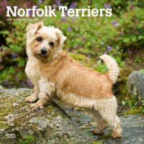 Norfolk Terriers | 2024 12 x 24 Inch Monthly Square Wall Calendar