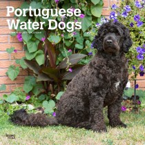 Portuguese Water Dogs | 2024 12 x 24 Inch Monthly Square Wall Calendar