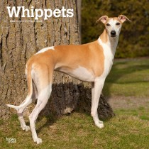 Whippets | 2024 12 x 24 Inch Monthly Square Wall Calendar