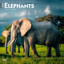 Elephants | 2024 12 x 24 Inch Monthly Square Wall Calendar