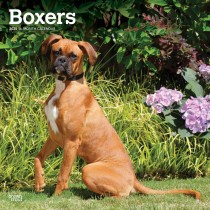 Boxers International Edition | 2025 12 x 24 Inch Monthly Square Wall Calendar
