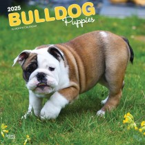 Bulldog Puppies | 2025 12 x 24 Inch Monthly Square Wall Calendar