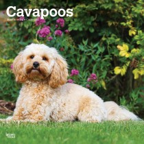 Cavapoos | 2025 12 x 24 Inch Monthly Square Wall Calendar