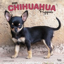 Chihuahua Puppies | 2025 12 x 24 Inch Monthly Square Wall Calendar