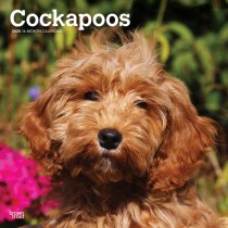 Cockapoos | 2025 12 x 24 Inch Monthly Square Wall Calendar