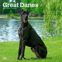 Great Danes International Edition | 2025 12 x 24 Inch Monthly Square Wall Calendar