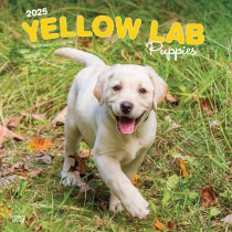 Yellow Labrador Retriever Puppies | 2025 12 x 24 Inch Monthly Square Wall Calendar