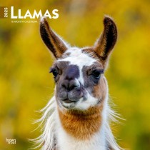 Llamas | 2025 12 x 24 Inch Monthly Square Wall Calendar