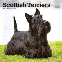 Scottish Terriers | 2025 12 x 24 Inch Monthly Square Wall Calendar