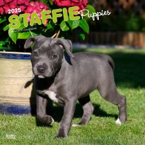 Staffordshire Bull Terriers Puppies | 2025 12 x 24 Inch Monthly Square Wall Calendar