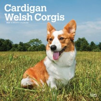 Cardigan Welsh Corgis | 2025 12 x 24 Inch Monthly Square Wall Calendar