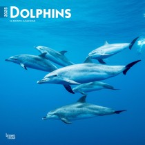 Dolphins | 2025 12 x 24 Inch Monthly Square Wall Calendar | Plastic-Free
